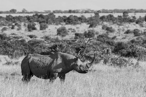 Hopkins, Cindy Miller 아티스트의 Africa-Kenya-Ol Pejeta Conservancy-Black rhinoceros-aka hook-lipped-Critically Endangered species작품입니다.